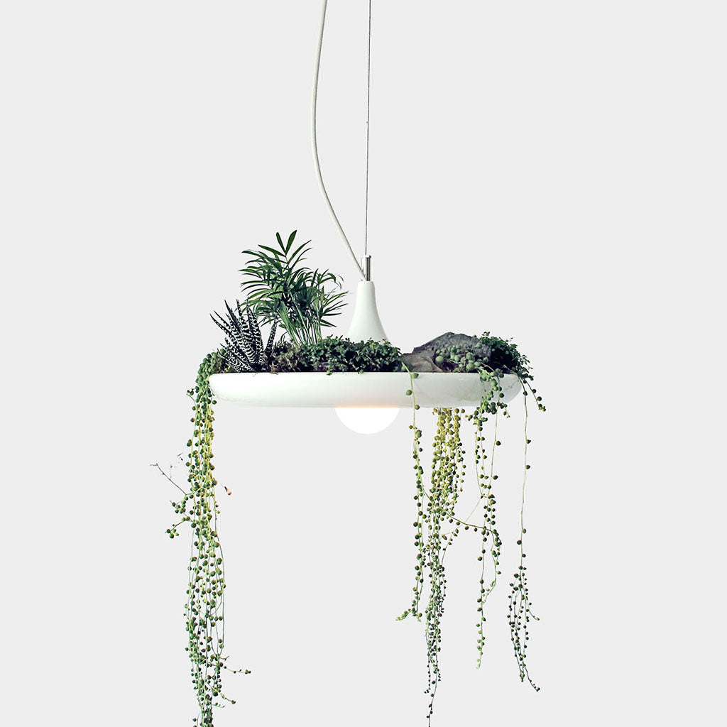 Greenery overflowing from a minimal suspended ceiling pendant and planter combo hybrid.