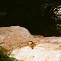 Textured Polished Brass